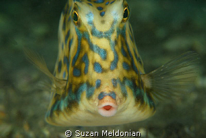 Scrawled Cowfish by Suzan Meldonian 
